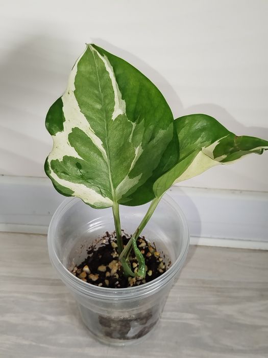 Epipremnum Enjoy detkasi