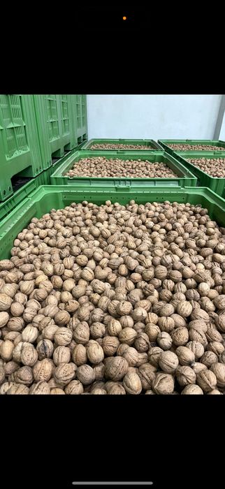 Nuci in coaja cerificate ecologic