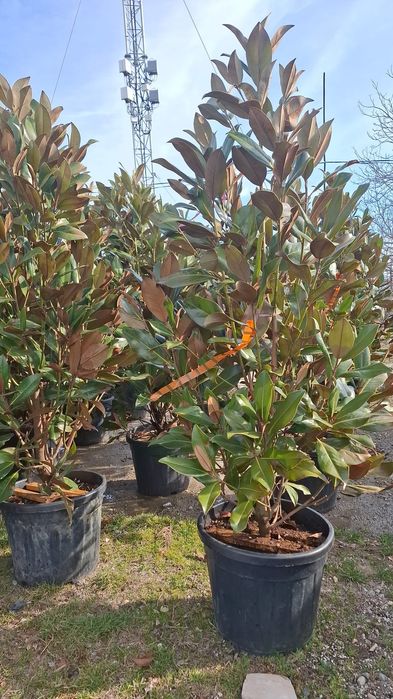 Vând plante ornamentale și livrez