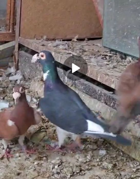 Продам голубей драконов пр