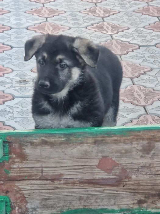 Продам щенков ВЕО