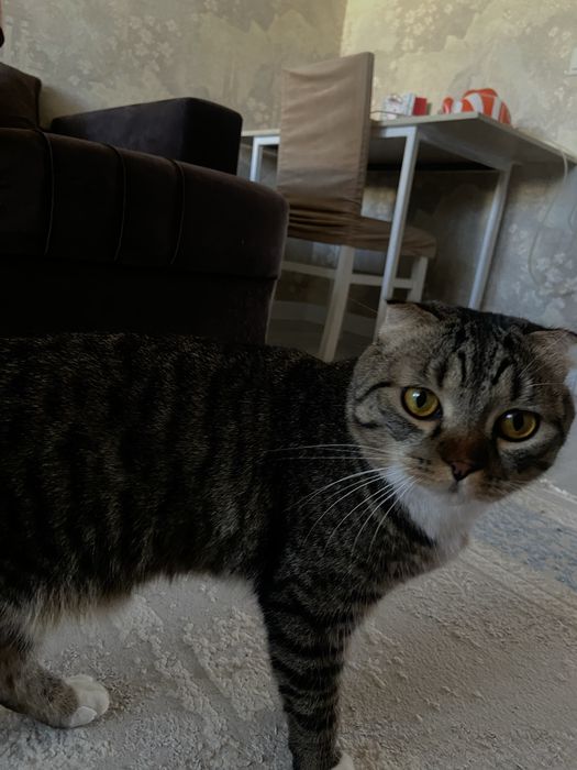 Отдаю кота в хорошие руки