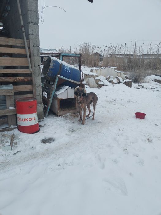 Тазы рабочи шашақ