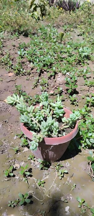 Гуллар нархини калишамиз