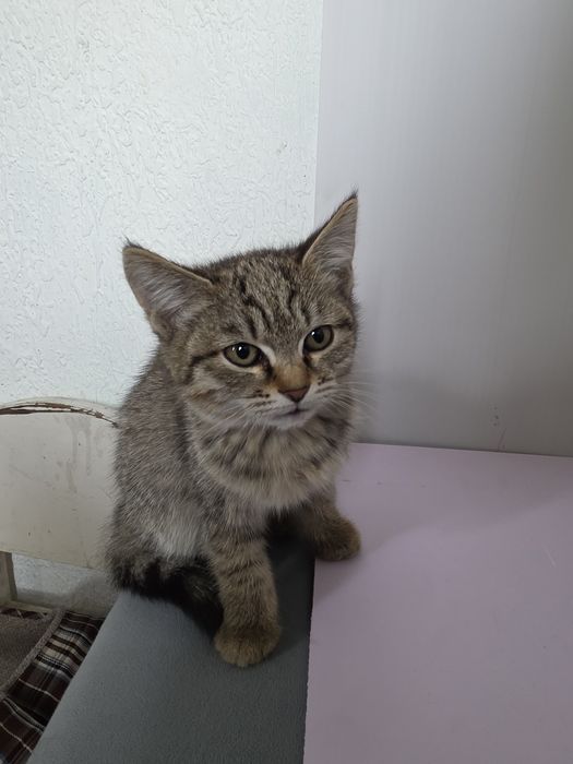 отдам котята в добрые руки