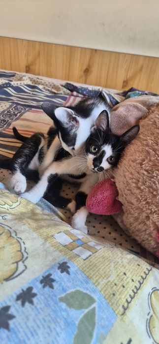 Подарявам котета