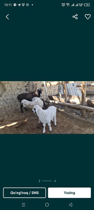 Qâzoqi quy qaraquloq ona bola