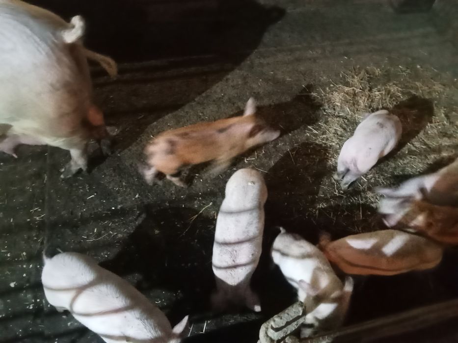 Поросята месячные