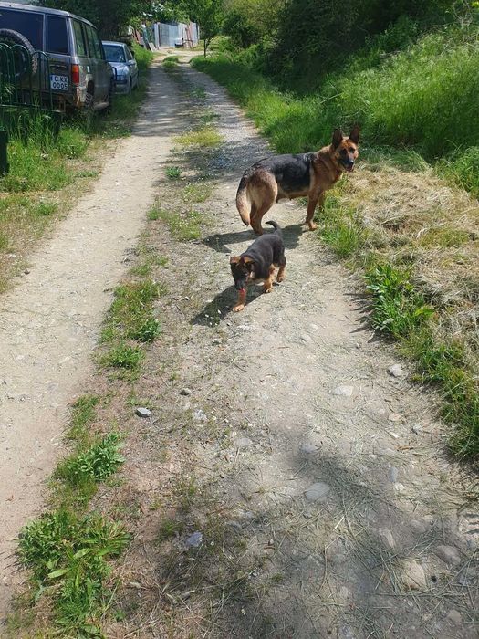 продажба на немкса овчарка