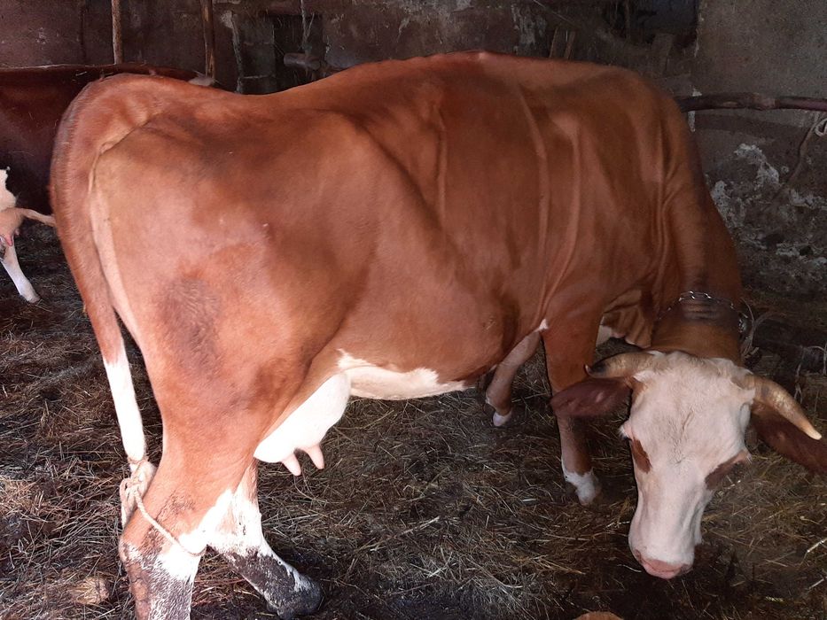 Vaca Baltata Romaneasca