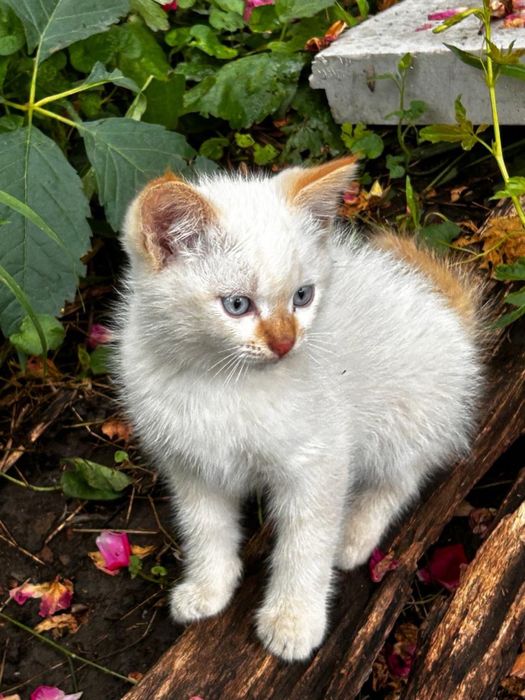 Отдадим котят, бесплатно!