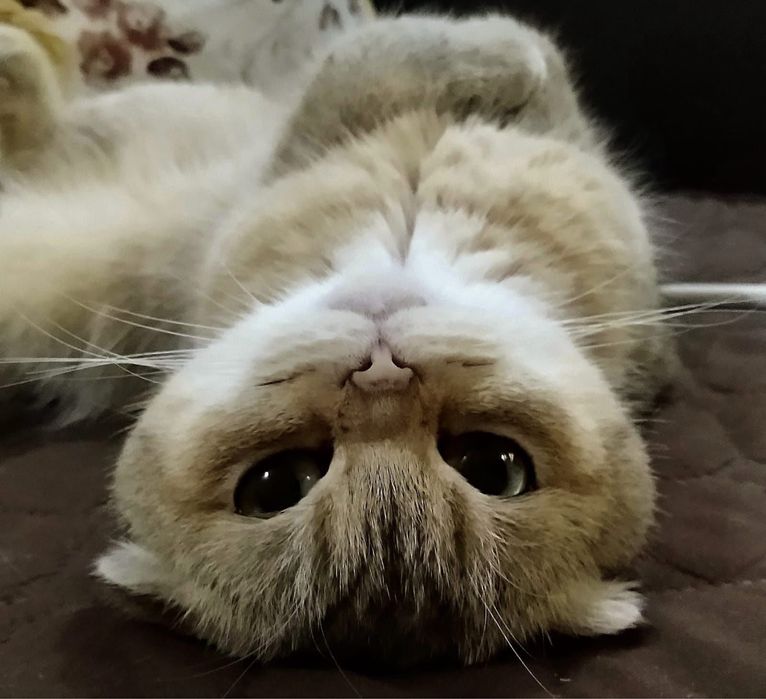 Породисто коте на 2 месеца