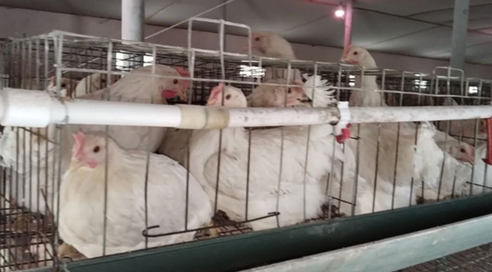 Tuxumga oq tovuqlar "Loman sendi " zotli tovuqlar mavjud...