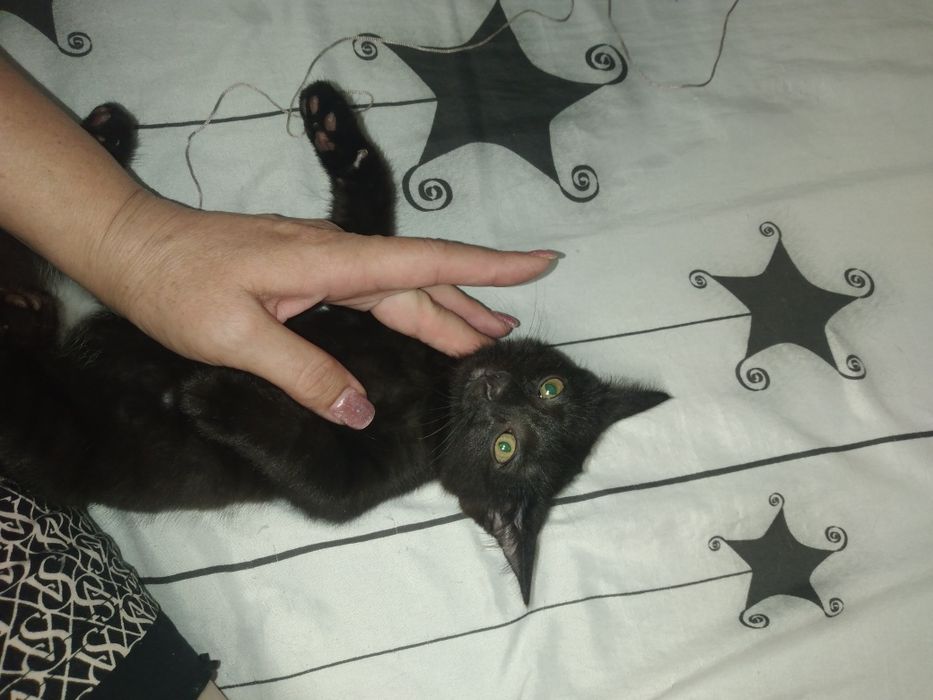 Ищут свой дом милые котята