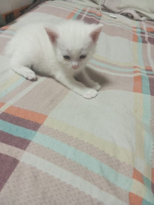 Отдам котят бесплатно