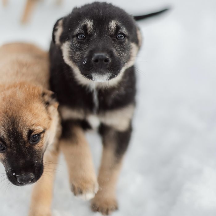 Щенки в заботливые руки