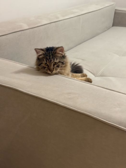 Кот красивый большой лев Барсик