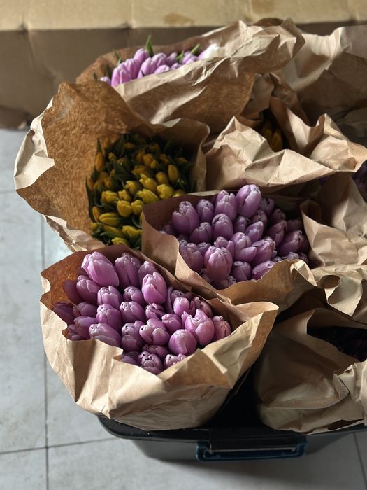 Тюльпан оптом багада жане розинцага