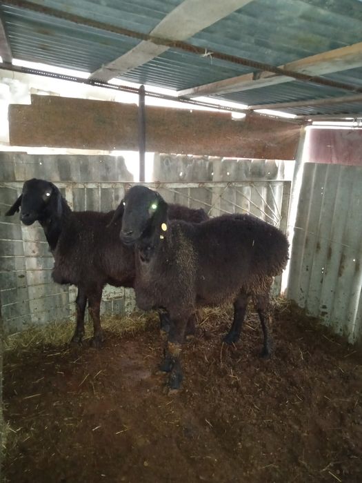 Қочқорлар сотилади семиз уйда боқилган