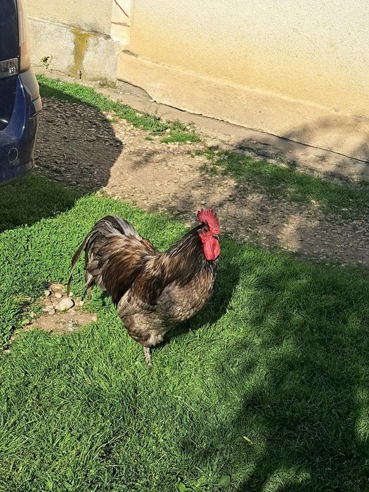 Cocos australorp albastru