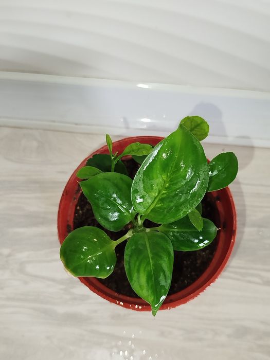 Defenbahiya Leopard detkasi+limon