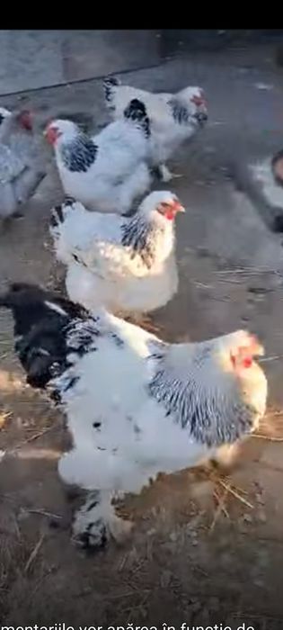Vind pui Brahms Australorp și de taŕa
