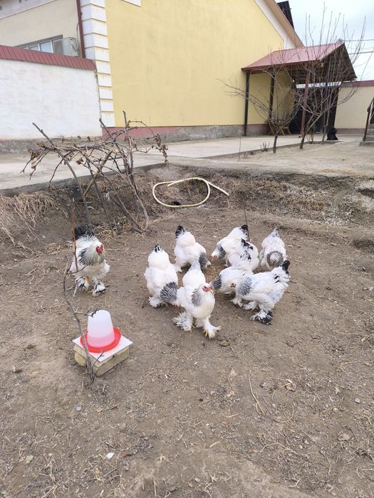 Тоза зоттор бромо