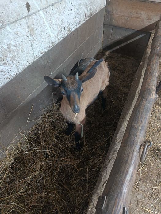 Vând capra alpina franceza cu iada