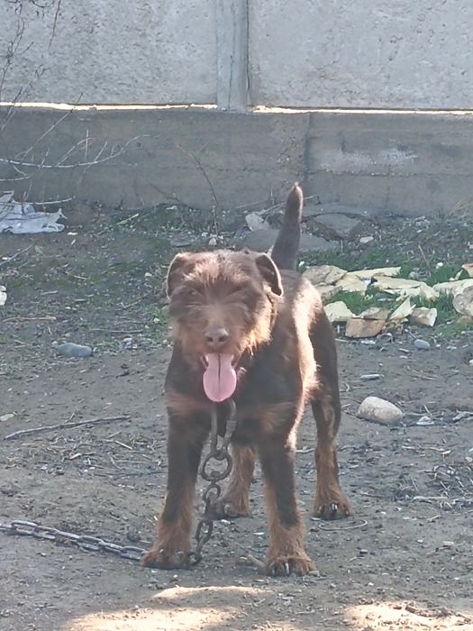 Ягдтерьер продам кабель