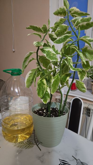 Комнатные растения