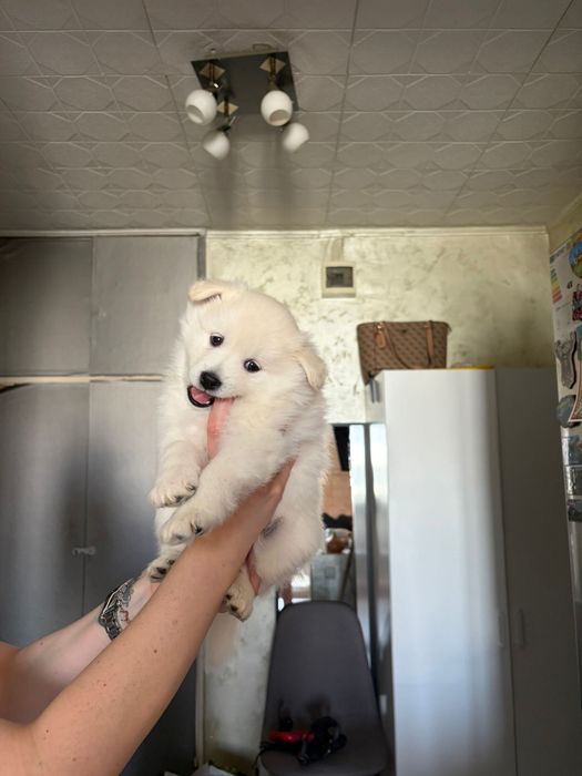 Spitz german 5 saptamani