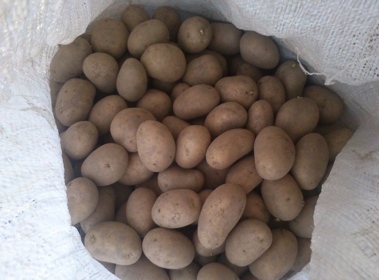 Продам семенную картошку