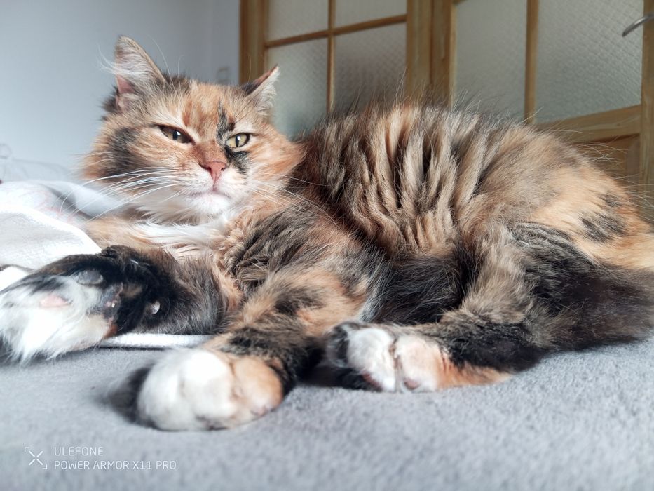 Търсим дом за Шери и Роши