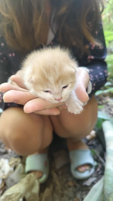 Отдадим котенка ,