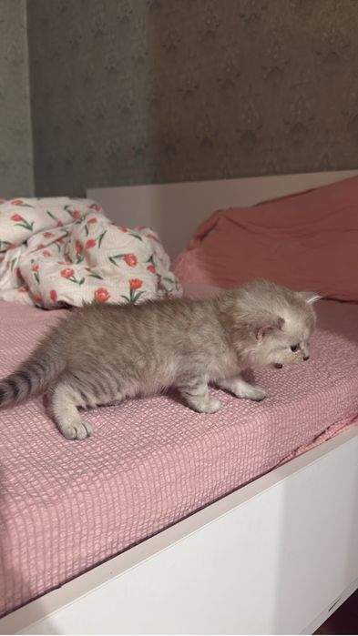 Скотиш страйт котенок кошка