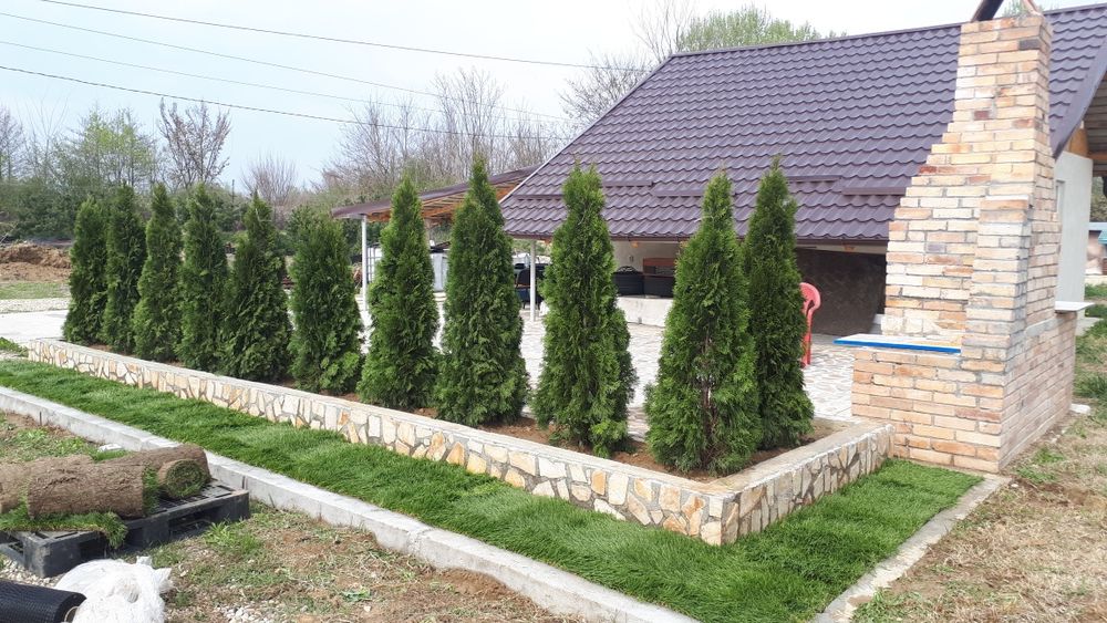 Tuia gazon lemn cainesc