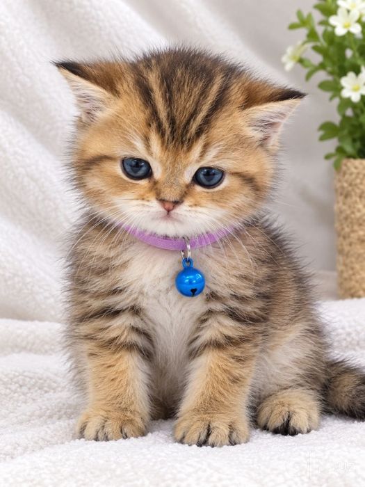 Продаётся  шотландский котёнок Скотиш Страйт.