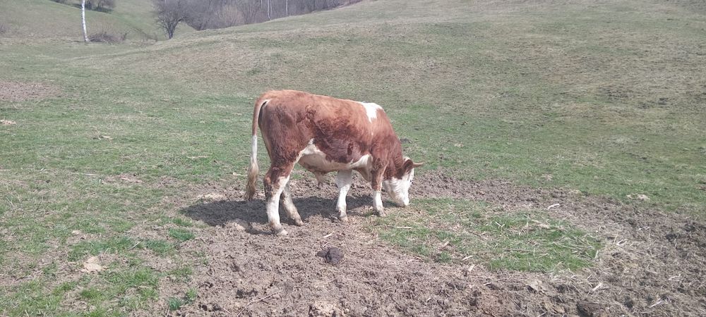 Vand taur de 1 an jumate