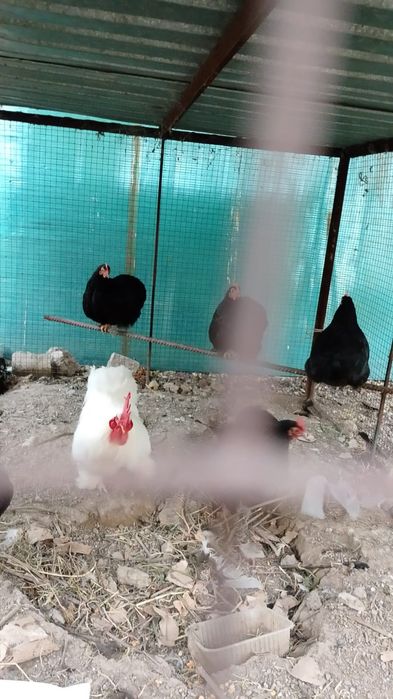 Продам куры японский