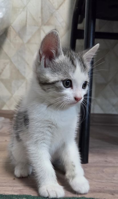 Отдам котят в добрые ручки