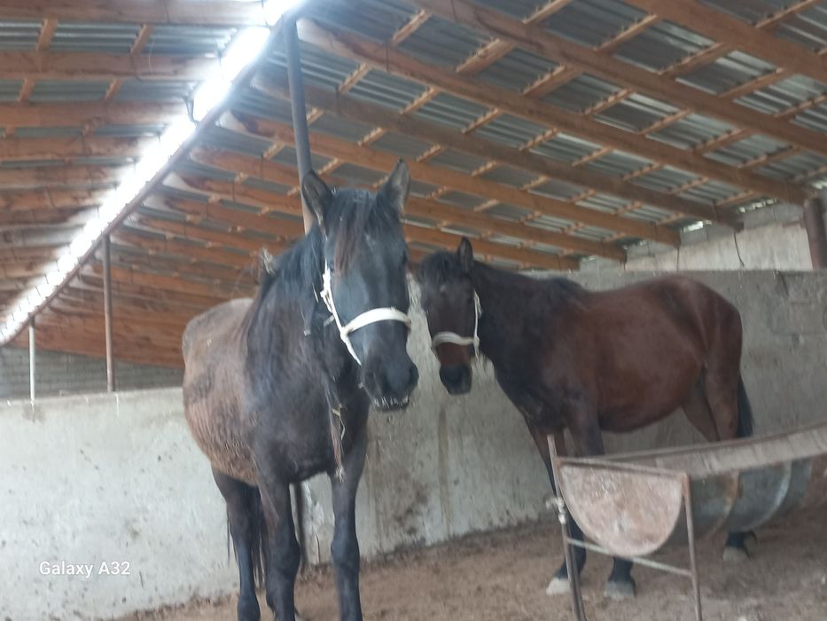 Фазенда сатылады