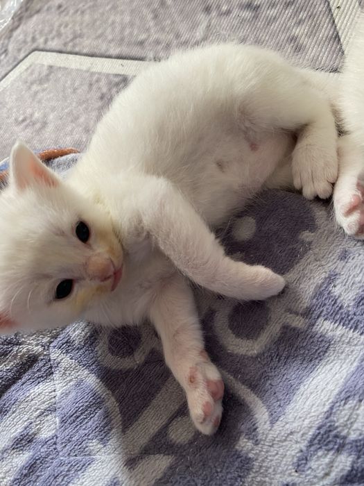 котенок бесплатно
