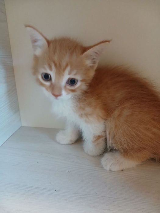 Отдаем котят бесплатно!