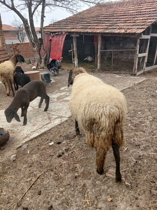 Овце  черноглави