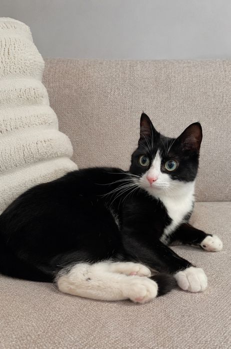Котята бесплатно