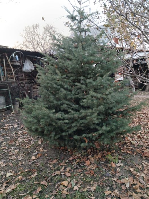 Продам живую Тянь-Шаньскую ель