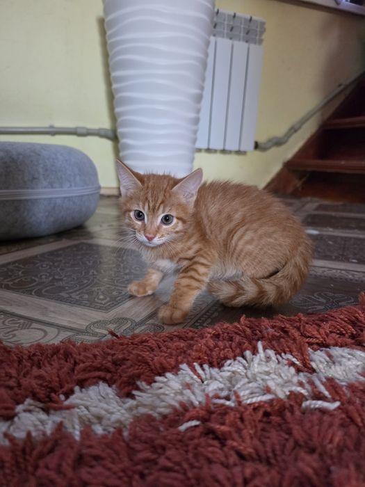 Котята домашние в добрые любящие руки