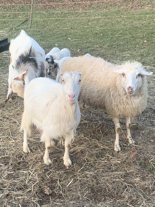 Oi si capre  de vanzare