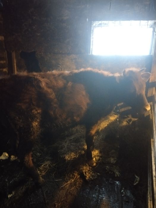 Продам телят годовалых