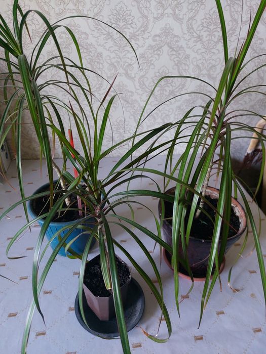 Растения, комнатные цветы